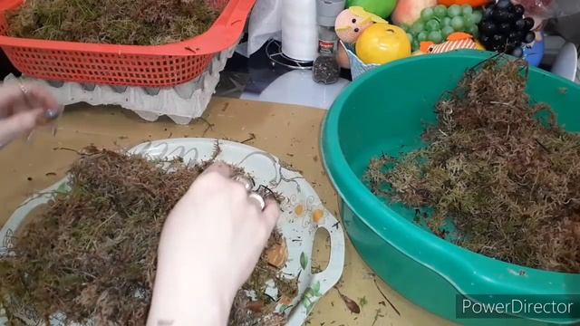 #Живой_не_обработанный_#МОХ_СФАГНУМ ДЛЯ НАШИХ #ОРХИДЕЙ