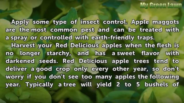 How to Care for Red Delicious Apple Trees смотреть онлайн