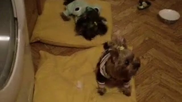 Смешные ёркширы знакомство Грейси и Марго смотреть онлайн