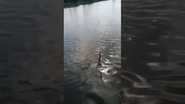 Рыбалка Муром- Вербовский 6 Июля 2022 Карп Вырывает Удочку смотреть онлайн