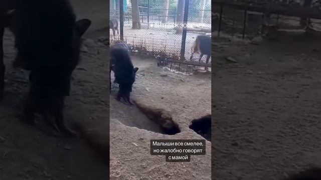 Маленькие волчата появились в зоопарке в Витебске смотреть онлайн