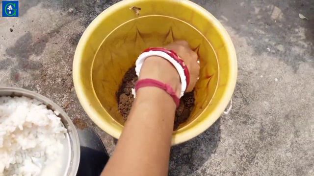 গাছে ভাত প্রয়োগ করলে কি কি উপকার পাওয়া যায়। Benefits of applying rice to the Plant @GreenFriends смотреть онлайн