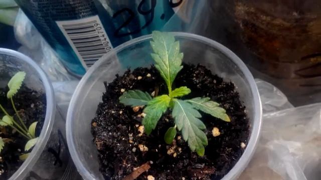 Выращенное своими руками ( табак, домиана, котовник, мукуна) смотреть онлайн