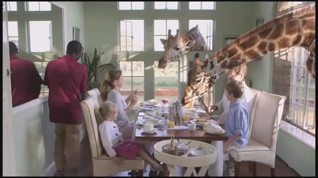 Эксклюзивный бутик-отель Giraffe Manor! Гарантированные номера на Новый год 2024! смотреть онлайн