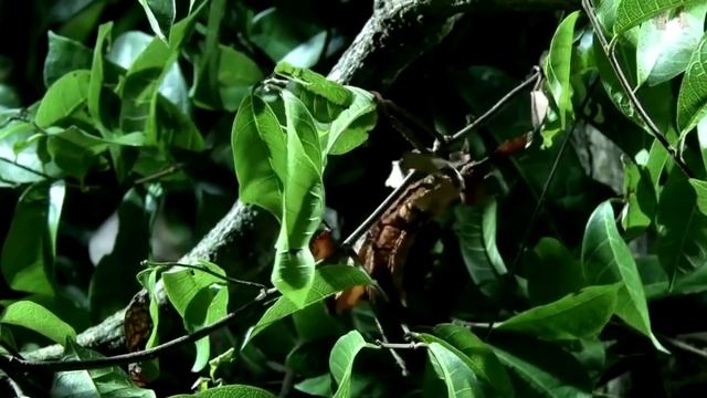 5 САМЫХ НЕОБЫЧНЫХ и МЕРЗКИХ НАСЕКОМЫХ в МИРЕ смотреть онлайн