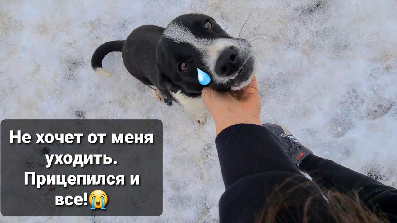 Обнаружили щенка с поломанной челюстью