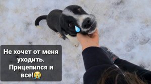 Обнаружили щенка с поломанной челюстью