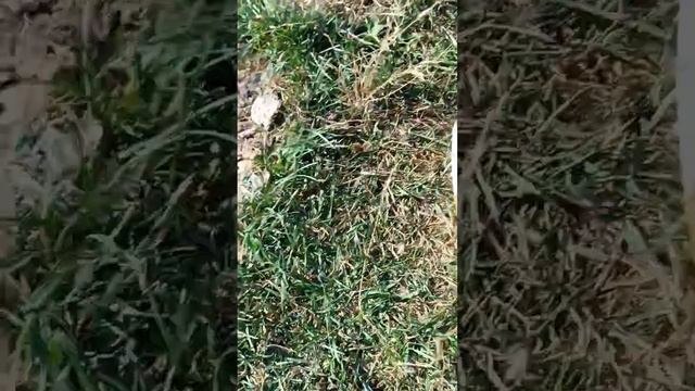 Сын поймал свою первую щуку #рыбалка #щука #сын #рыбак #рыбалка #чебоксары смотреть онлайн