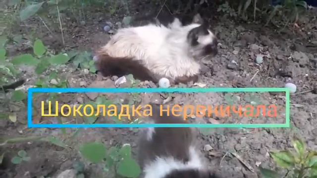 Игривые маленькие котята смотреть онлайн
