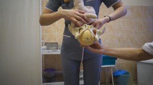 Биомеханизм родов при заднем виде затылочного предлежания