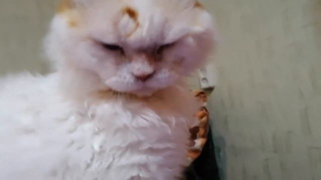 Жизнь кота. Баскер поднял лапу на СВЯТОЕ! (life of a cat) Порода Selkirk Rex. смотреть онлайн