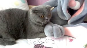 Смешные приключение с Кексой (мама Моли) и Моли! !!!!!!! Даже кошки умеют крутить спинер!