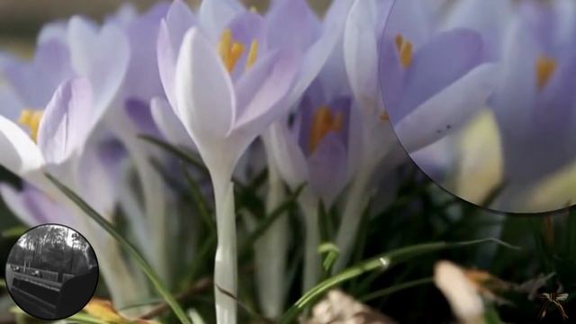 СТИХИ О РЫЖЕЙ ДВОРНЯГЕ смотреть онлайн