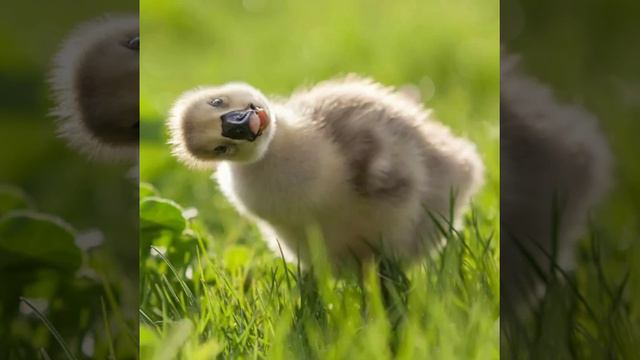 Мои любимые. Мое подворье. Мои птички, куры, кролики, утки, иднюки, и утята смотреть онлайн