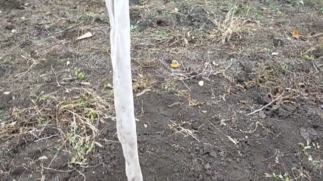 #228ПОСЕТИЛИ ВЕТЕРИНАРА/ПОДГОТОВИЛА САЖЕНЦЫ К МОРОЗАМ/СОБРАЛА КАЛИНУ/ЖИВЕМ НА ЮГЕ смотреть онлайн