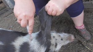 Делаем прививку свиньям от глистов и чесотки