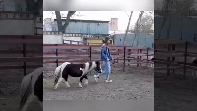 ПРОДАЖА Американская миниатюрная кобыла возможно жеребая на 2021г смотреть онлайн