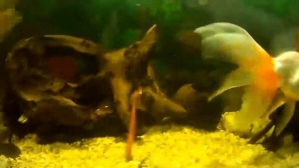 Игра приманки Bait Breath Bugsy под водой.