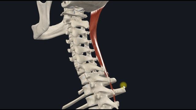 Ременная мышца головы (m. splenius capitis) 3D Анатомия смотреть онлайн