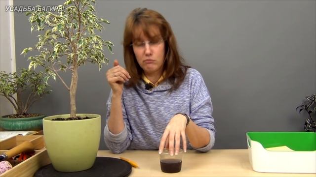 Как и чем удобрять фикусы Бенджамина. смотреть онлайн
