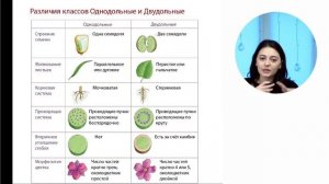 Однодольные и двудольные. Отличия