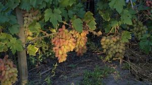 @Виноград Преображение  Хороший виноград, но с сюрпризами