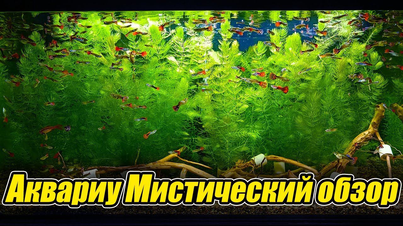 АквариуМистический обзор аквариумов смотреть онлайн