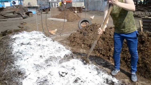 Из чего растут грибы? Где начинаются шампиньоны? Компост для грибов шампиньонов! смотреть онлайн