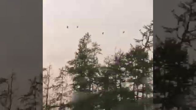 Полет журавлей от @lubovgotovseva смотреть онлайн
