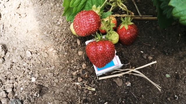 ОБЗОР САДОВОЙ ЗЕМЛЯНИКИ ЛОРД смотреть онлайн