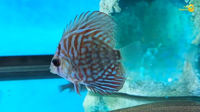 Colorful Fish Surprise, Lobster, Snake, Koi, Cichlid, Betta Fish, Turtle, Butterfly Fish, Discus