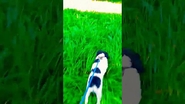 кушать хочешь? #подпишись #shortvideo #втренде #популярное #лайк #собака #вайны #тренд #животные смотреть онлайн