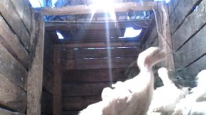 Рецепт кормления индюшат с 0 до 14 дней // Чем кормить индюшат?