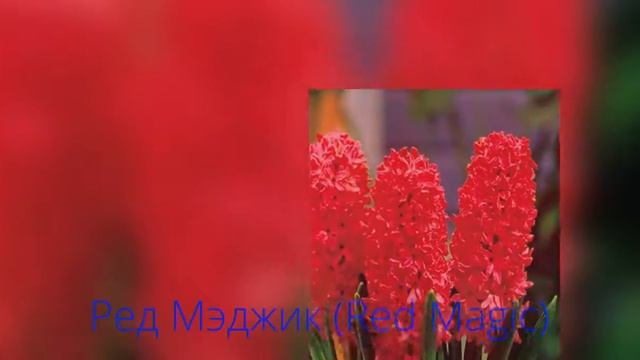 Гиацинт Red Magic (Ред Мэджик) смотреть онлайн