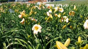 Best Perennials, Hemerocallis Barbara Mitchell (Daylily)