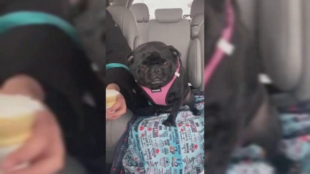 Gidget The Petty Pug смотреть онлайн