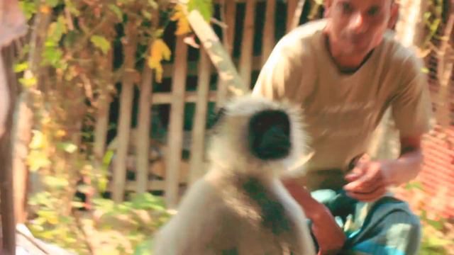 beautiful monkey 🙈🙈 canon 600d video test.lenc 75/300 zoom test..#canon #canon600d смотреть онлайн