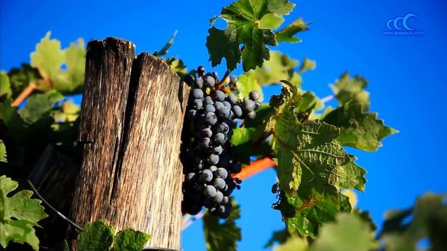 Анапа осенью смотреть онлайн