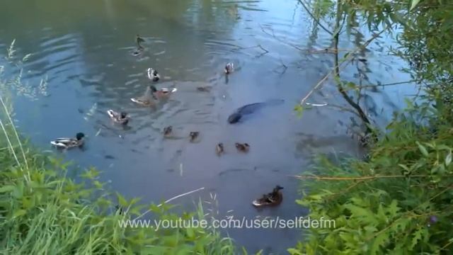 Подростки мочат авторитета :-) смотреть онлайн