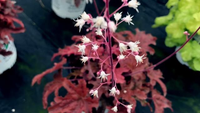 HEUCHERELLA `RED ROVER` смотреть онлайн