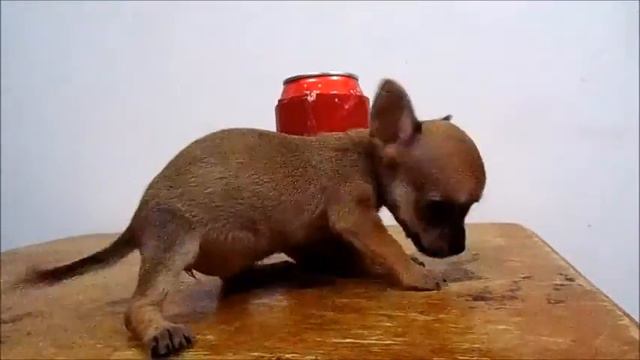 Hermosa Ratoncita color Tabaco Disponible - chihuahuasdebolsillo.com смотреть онлайн