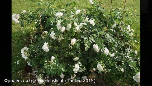 Краткий обзор розы Фриденслихт - Friedenslicht (Tаntau 2015) смотреть онлайн