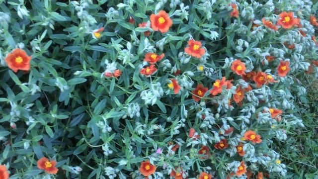 L'hélianthème 'Helianthemum' Hybride ' fire dragon' смотреть онлайн