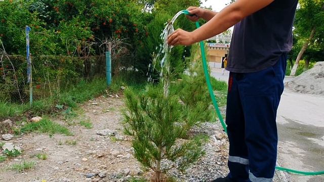 КАК ПРАВИЛЬНО ПОЛИВАТЬ СОСНУ? смотреть онлайн