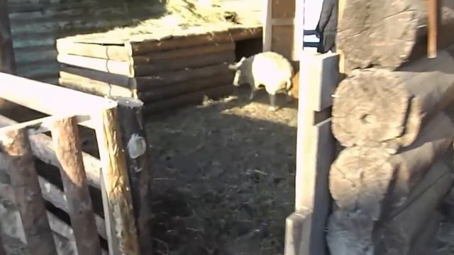 венгерская мангалица зимовка смотреть онлайн