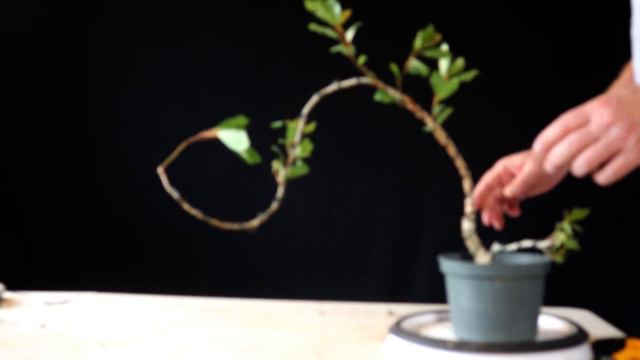 Ficus Petersii Bonsai Tree Pruned, Wired and Repotted смотреть онлайн