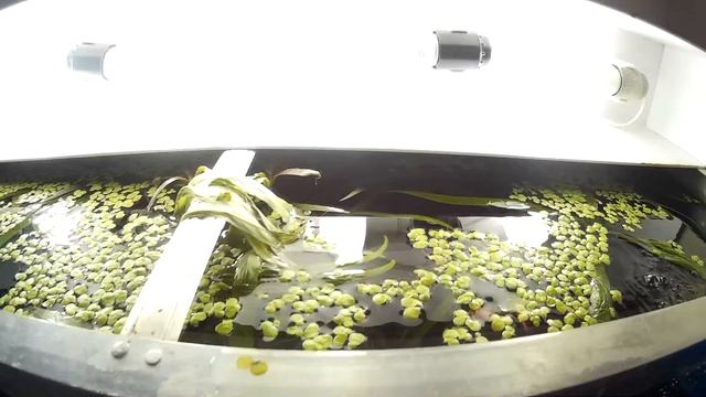 #47 Светодиодные лампы в аквариуме. LED lamp in aquarium смотреть онлайн