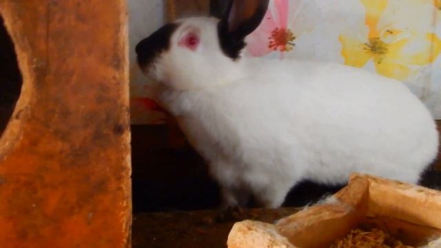 ЗИМНИЙ ОКРОЛ..САМЫЙ ПРОСТОЙ МЕТОД , КАК СОХРАНИТЬ КРОЛЬЧАТ.. смотреть онлайн