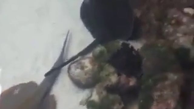 345 Вьетнам Нячанг МУЗЕЙ ИНСТИТУТ ОКЕАНОГРАФИИ Vietnam Nha Trang Oceanography Institute смотреть онлайн