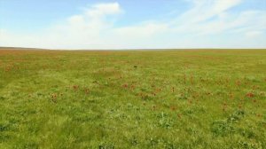 БУЛҺН | БУЛГУН калмыцкая песня